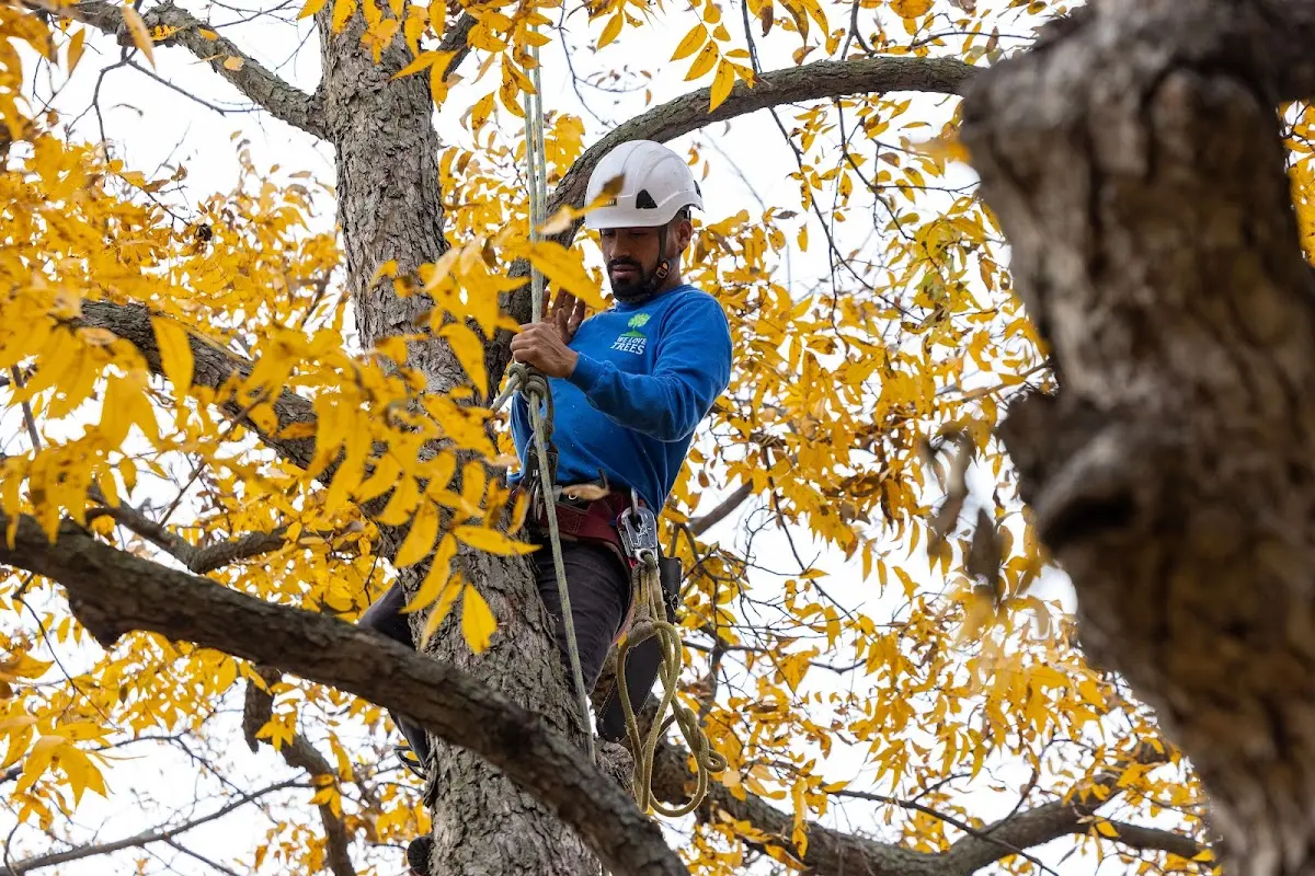 Skilled Tree Transplanting crew working in Elberta
